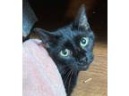 Adopt Darrin (100% Sponsored!) a Domestic Shorthair / Mixed (short coat) cat in