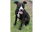Adopt Jumper a Black - with White Mixed Breed (Medium) / Mixed dog in Sylvania