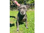 Adopt Sylvie a American Staffordshire Terrier / Mixed dog in Mobile