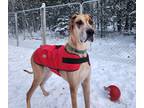 Adopt Meeko (21-032) a Tan/Yellow/Fawn Great Dane / Mixed dog in Inver Grove