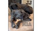 Adopt Mia (22-125) with JJ a Great Dane / Mixed dog in Inver Grove Heights