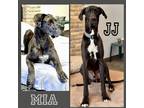 Adopt JJ (22-121) with Mia a Black - with White Great Dane / Mixed dog in Inver