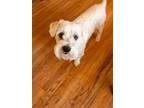 Adopt Pumba a White Poodle (Standard) / Shih Tzu dog in Citrus Heights