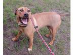Adopt Rocky a Tan/Yellow/Fawn Labrador Retriever / Shepherd (Unknown Type) dog