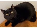 Adopt Lily a All Black Domestic Shorthair / Mixed (short coat) cat in St.