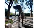 Adopt Willow a Great Dane / Mixed dog in Bullard, TX (37949645)