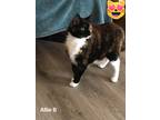 Adopt Allie B a Calico / Mixed (short coat) cat in El Dorado, AR (37742323)