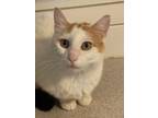 Adopt Alexandria aka AOC a Domestic Shorthair / Mixed (short coat) cat in