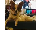 Papillon Puppy for sale in Sherman, TX, USA