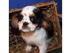 Cavalier King Charles Spaniel Puppy for sale in Williford, AR, USA