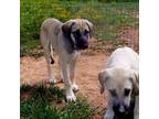 Mutt Puppy for sale in Yellville, AR, USA