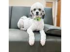 Mutt Puppy for sale in Sharpsburg, GA, USA