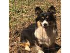 Pembroke Welsh Corgi Puppy for sale in Whitesboro, TX, USA