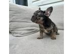 French Bulldog Puppy for sale in Brooklyn, NY, USA