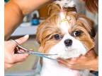 Dog Grooming Studio for Sale in Fayetteville, United States