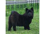 Chow Chow Puppy for sale in Merritt, MI, USA