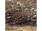 Weimaraner Puppy for sale in Oakland, MD, USA