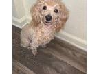 Poodle (Toy) Puppy for sale in Tucker, GA, USA