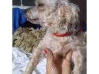 TC/small Male yorkipoo X