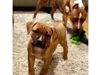 American Pit Bull Terrier Puppy for sale in Seattle, WA, USA
