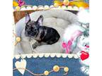 French Bulldog Puppy for sale in Yakima, WA, USA