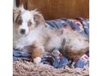 Toy Red Merle female