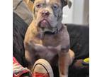 Olde English Bulldogge Puppy for sale in Turlock, CA, USA