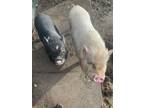 Adopt Mini and George *located in Jamestown, CA a Pot Bellied