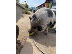 Adopt Piggy Smallz *located in Atwater, CA a Pot Bellied