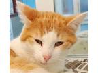 Adopt T.C. a Domestic Short Hair