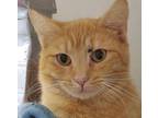 Adopt Cupid a Domestic Short Hair