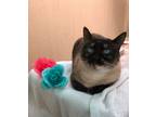 Adopt Ellie Mae a Siamese