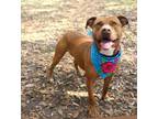 Adopt GINNY a American Staffordshire Terrier