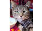 Adopt Lydia a Domestic Short Hair