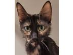 Adopt Katie a Domestic Short Hair