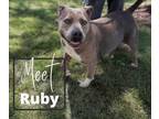 Adopt Ruby a American Bully