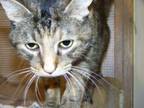 Adopt Scooter a Domestic Short Hair, Tabby