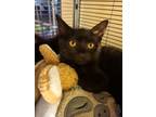 Adopt Tiki a Domestic Short Hair