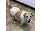 Adopt Paisley a Parson Russell Terrier