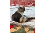 Adopt Vanessa a Tabby