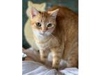 Adopt Sunny a Tabby