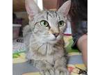 Adopt Munchkin a Domestic Short Hair