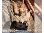 Scottish Terrier PUPPY FOR SALE ADN-734198 - AKC Scottish Terrier Puppies For
