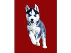 Siberian Husky PUPPY FOR SALE ADN-734182 - Roo