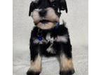 Schnauzer (Miniature) Puppy for sale in Houston, TX, USA