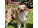 Miniature Australian Shepherd Puppy for sale in Patrick, SC, USA