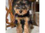 Airedale Terrier Puppy for sale in Robbins, TN, USA