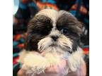 Shih Tzu Puppy for sale in Lansing, IA, USA