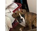 Boxer Puppy for sale in Wellsville, MO, USA