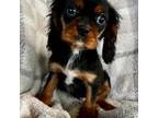 Cavalier King Charles Spaniel Puppy for sale in Springfield, OH, USA